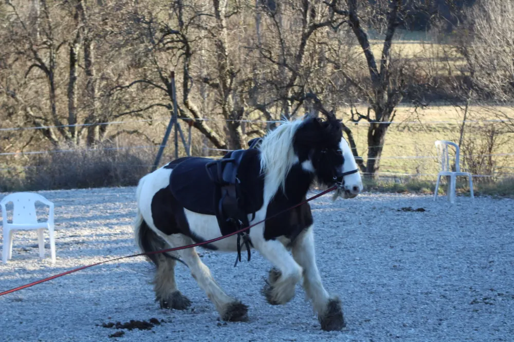 voltige-poney