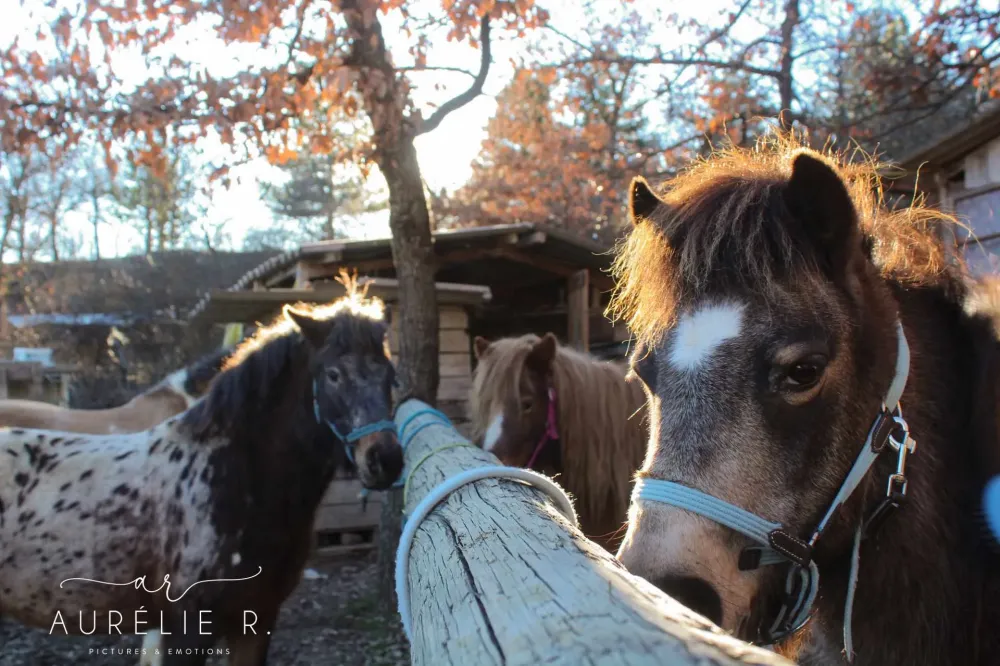 preparation-poneys