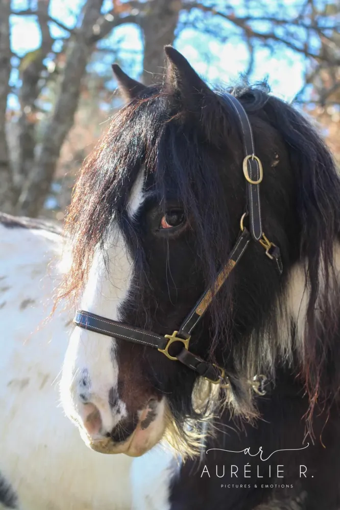 irish-cob