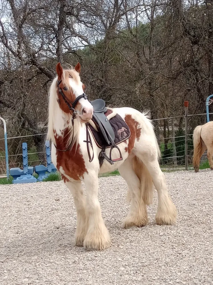 cheval-irish